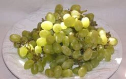 Thompson Seedless Grape Vine - 1 Gallon Pot -Trees And Plants 10092 thompson seedless grape