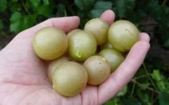 Summit Muscadine - 1 Gallon Pot -Trees And Plants 10470 summit muscadine