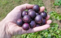 Nesbitt Muscadine Grape Vine - 1 Gallon Pot -Trees And Plants 10547 nesbitt muscadine