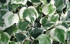 Variegated Algerian Ivy (Hedera Algeriensis 'Gloire De Marengo') - 6 Pack Of Pint Pots -Trees And Plants 3554 ravensholst ivy