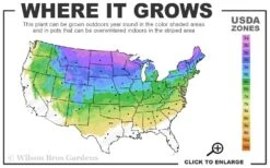 Bar Harbor Juniper - 6-Pack Of 1 Gallon Pots -Trees And Plants 3a 8a 4