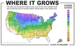 Cats Pajamas Catmint - 1 Gallon Pot 9 Cats Pajamas Catmint - 1 Gallon Pot -Trees And Plants 3a 8b 22