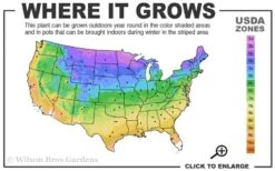 Blackhaw Viburnum - 3 Gallon Pot -Trees And Plants 3a 9b 10