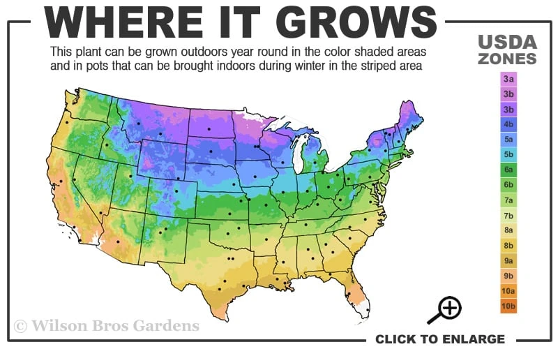 Spartan Juniper - 3 Gallon Pot 5 Spartan Juniper - 3 Gallon Pot - Image 3