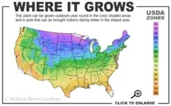 Pink Flamingo Clematis - 1 Gallon Pot -Trees And Plants 3b 9b 5