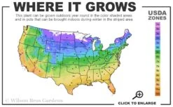 Warsaw Nike Clematis - 1 Gallon Pot -Trees And Plants 4a 11