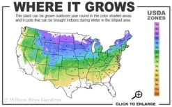 Fall Gold Raspberry - 1 Gallon Pot 8 Fall Gold Raspberry - 1 Gallon Pot -Trees And Plants 4a 8a 1