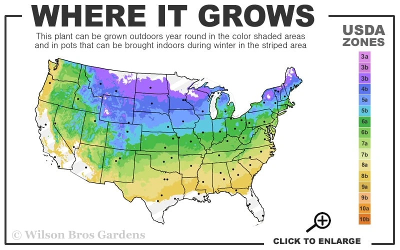 Jane Magnolia Tulip Tree - 3 Gallon Pot 5 Jane Magnolia Tulip Tree - 3 Gallon Pot - Image 3