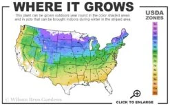 Snow Queen Clematis - 1 Gallon Pot -Trees And Plants 4a 8b 23