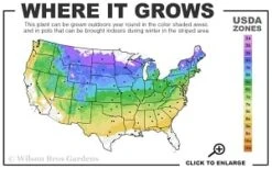 Downy Pagoda Plant (Blephilia Ciliata) - 1 Gallon Pot -Trees And Plants 4a 8b thumbnail 5