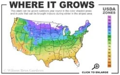 Grandiflora Montana Clematis - 1 Gallon Pot -Trees And Plants 4a 9b 64