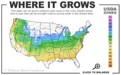 All That Glows Arrowwood Viburnum - 2 Gallon Pot -Trees And Plants 5a 8b 31