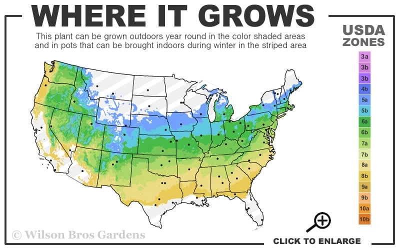 Scarlet Fire Dogwood (Cornus Kousa) - 1 Gallon Pot 5 Scarlet Fire Dogwood (Cornus Kousa) - 1 Gallon Pot - Image 3