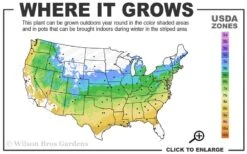 Yellow Bird Magnolia Tulip Tree - 3 Gallon Pot -Trees And Plants 5a 9a