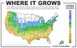 Hot & Spicy Oregano - 6 Pack Of Pint Pots -Trees And Plants 5a 9b 104