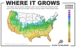 Big Blue Liriope (Lilyturf) - 72 Pack Of 3.5" Pint Pots -Trees And Plants 5b 11 11