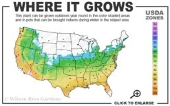 Graham Blandy Columnar Boxwood - 6 Pack Of 1 Gallon Pots -Trees And Plants 5b 9b 2