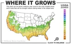 Russian 26 Cold Hardy Pomegranate - 1 Gallon Pot -Trees And Plants 6B 11