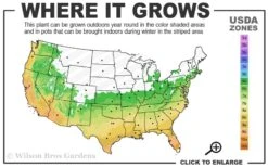 Summer Snow Gardenia - 3 Gallon Pot -Trees And Plants 6a 10a