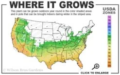 Ingelise English Ivy (Hedera) - 5 Pack Of Pint Pots -Trees And Plants 6a 10a 4