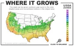 Pony Tails Mexican Feather Grass (Stipa Tennuissima) - 3 Pack Of Quart Pots -Trees And Plants 6a 10b 9