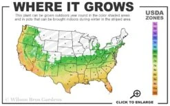 Silvery Sunproof Variegated Liriope - Lilyturf - 6 Pack Of 1 Gallon Pots -Trees And Plants 6a 11 9