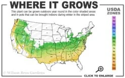Dwarf Variegated Boxwood - 2 Gallon Pot 10 Dwarf Variegated Boxwood - 2 Gallon Pot -Trees And Plants 6a 8b 3