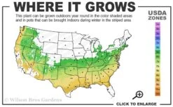 Arp Rosemary - 1 Gallon Pot -Trees And Plants 6a 9a 4