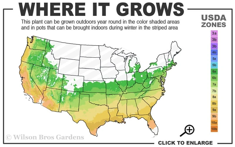 Triple Crown Thornless Blackberry Plant - 3 Gallon Pot 5 Triple Crown Thornless Blackberry Plant - 3 Gallon Pot - Image 3