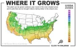 Golden Dragon Plum Yew (Cephalotaxus Harringtonia) - 5 Pack Of Quart Pots -Trees And Plants 6a 9b 88