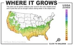 Angus Cold Hardy Eucalyptus Tree (Eucalyptus Nicholii) - 1 Gallon Pot 12 Angus Cold Hardy Eucalyptus Tree (Eucalyptus Nicholii) - 1 Gallon Pot -Trees And Plants 6b 10b 4