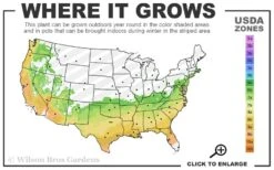 Big O Cold Hardy Eucalyptus Tree (Eucalyptus Neglecta) - 5 Gallon Pot (5-6') -Trees And Plants 6b 9b 1
