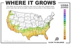 Mappa Tassie Cold Hardy Eucalyptus Tree (Eucalyptus Pauciflora) - 2 Gallon Pot -Trees And Plants 7a 10b 12