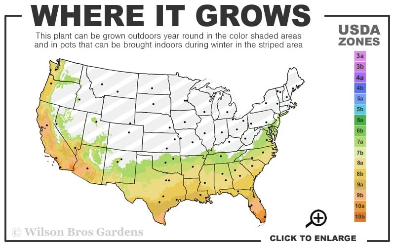 Maggie Cold Hardy Eucalyptus Tree (Eucalyptus Nova Anglica) - Quart Pot 5 Maggie Cold Hardy Eucalyptus Tree (Eucalyptus Nova Anglica) - Quart Pot - Image 3