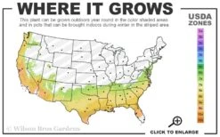 Avalanche Evergreen Clematis - 2 Gallon Pot -Trees And Plants 7a 9b 61