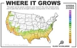 Moonlit Lace Viburnum - 1 Gallon Pot -Trees And Plants 7a 9b thumbnail 3