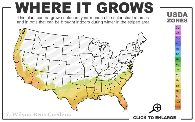 Silver Waves Camellia Japonica - 3 Gallon Pot 5 Silver Waves Camellia Japonica - 3 Gallon Pot - Image 3
