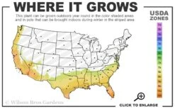 Mrs. G.G. Gerbing White Southern Indica Azalea - 7 Gallon Pot -Trees And Plants 7b 10b 6