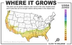 Parvilimba Camellia - 5 Gallon Pot -Trees And Plants 7b 9b