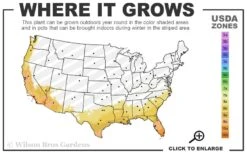 Bay Laurel (Sweet Bay) - Laurus Nobilis - 3 Gallon Pot -Trees And Plants 8a 11 49