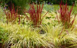 Golden Sweet Flag (Acorus Gramineus 'Ogon') - 6 Pack Of Pint Pots -Trees And Plants Acorus Ogon 103 1