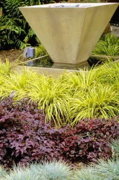 Golden Sweet Flag (Acorus Gramineus 'Ogon') - 6 Pack Of Pint Pots -Trees And Plants Acorus Ogon 104 1