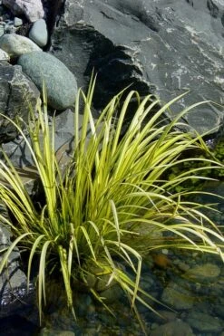 Golden Sweet Flag - Acorus Gramineus 'Ogon' - 1 Gallon Pot -Trees And Plants Acorus Ogon 105