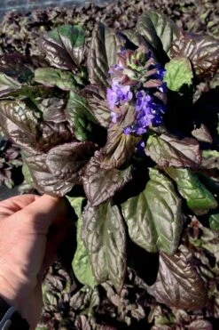 Catlins Giant Ajuga - Bugleweed - 18 Pack Of 3.5" Pots -Trees And Plants Ajuga Catlins Giant 10