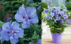 Blue Chiffon Rose Of Sharon - 5 Gallon Pot -Trees And Plants Althea Blue Chiffon