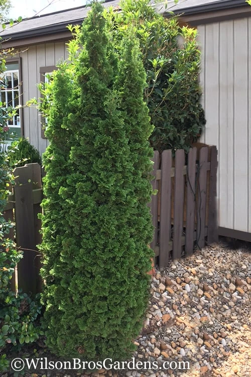 Degroots Spire Arborvitae - 6 Pack Of 1 Gallon Pots 8 Degroots Spire Arborvitae - 6 Pack Of 1 Gallon Pots - Image 6