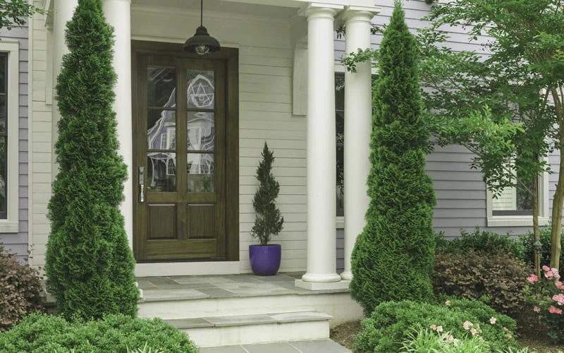 Degroots Spire Arborvitae - 6 Pack Of 1 Gallon Pots 7 Degroots Spire Arborvitae - 6 Pack Of 1 Gallon Pots - Image 5