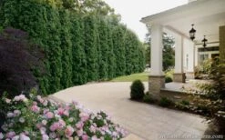 Degroots Spire Arborvitae - 6 Pack Of 1 Gallon Pots 11 Degroots Spire Arborvitae - 6 Pack Of 1 Gallon Pots -Trees And Plants Arborvitae Degroots Spire 33