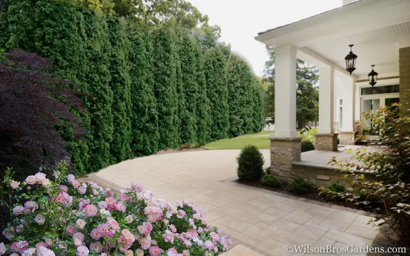 Degroots Spire Arborvitae - 6 Pack Of 1 Gallon Pots 6 Degroots Spire Arborvitae - 6 Pack Of 1 Gallon Pots - Image 4