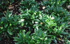 Dwarf Green Aucuba - Japanese Laurel - 3 Gallon Pot -Trees And Plants Aucuba Dwarf Green
